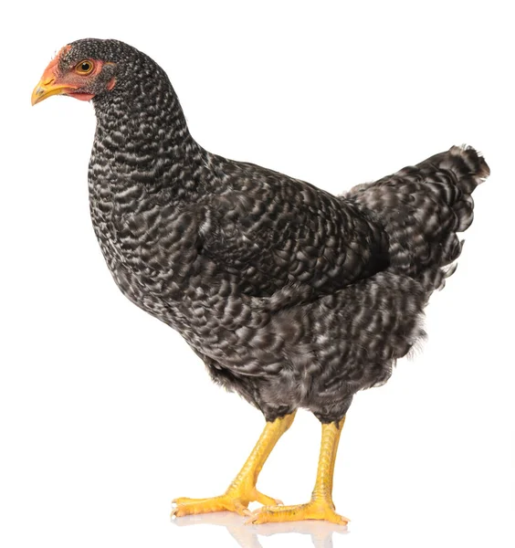 Egy Fekete Csirke Elszigetelt Fehér Háttér Stúdió Lövés — Stock Fotó