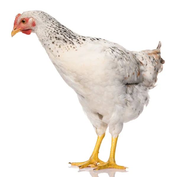 白い背景に隔離された白い鶏1羽スタジオ撮影 — ストック写真