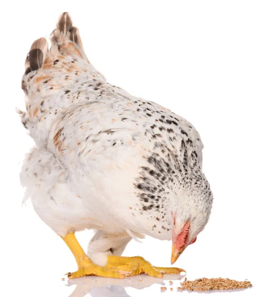 Pollo Blanco Picoteando Granos Aislado Sobre Fondo Blanco Sesión Estudio — Foto de Stock