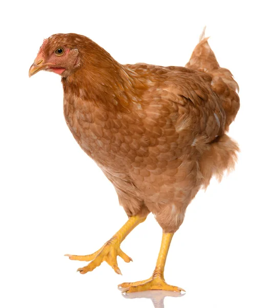 One Brown Walking Chicken Isolated White Background Studio Shoot — Stock Photo, Image