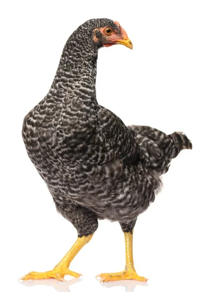 Одна Черная Курица Изолированы Белом Фоне Студия Съемки Лицензионные Стоковые Изображения