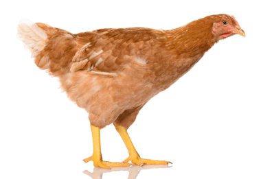 Beyaz arka planda izole bir kahverengi tavuk, stüdyo çekimi.