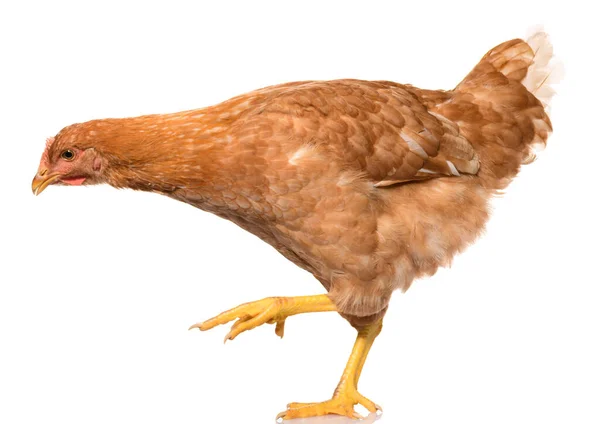 Satu Coklat Berjalan Ayam Terisolasi Pada Latar Belakang Putih Studio — Stok Foto