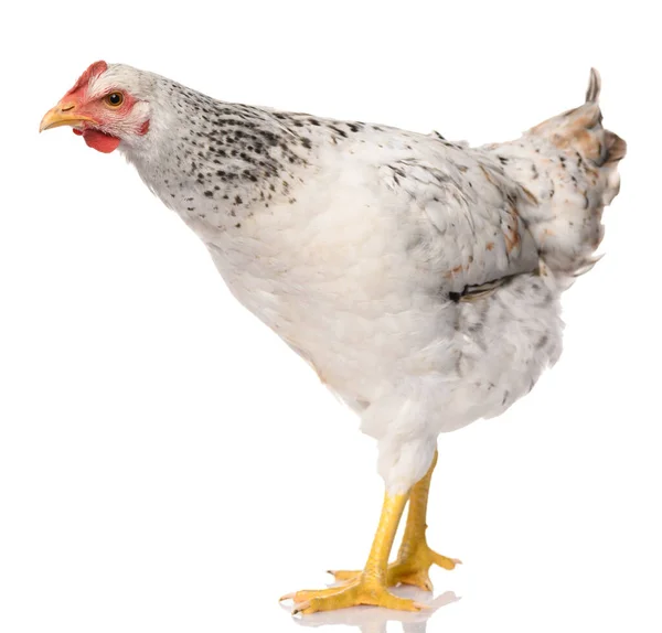 Ein Weißes Huhn Isoliert Auf Weißem Hintergrund Studioaufnahme — Stockfoto