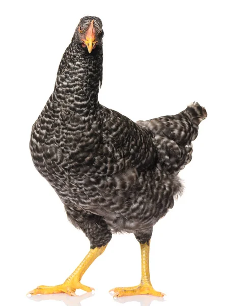 One Black Chicken Isolated White Background Studio Shoot — Stock Photo, Image