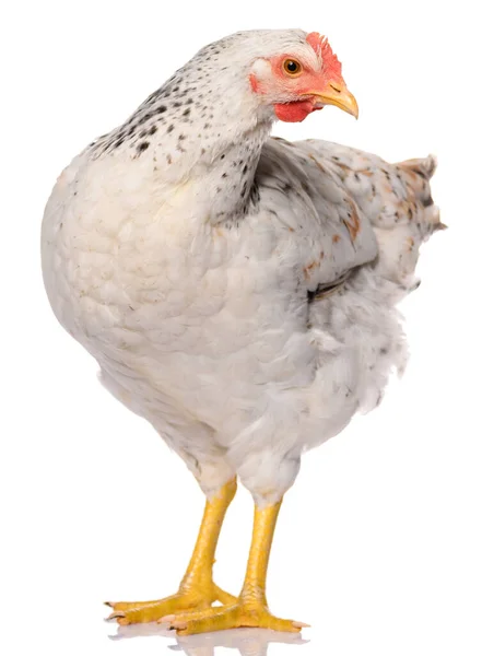 Pollo Bianco Isolato Sfondo Bianco Riprese Studio — Foto Stock