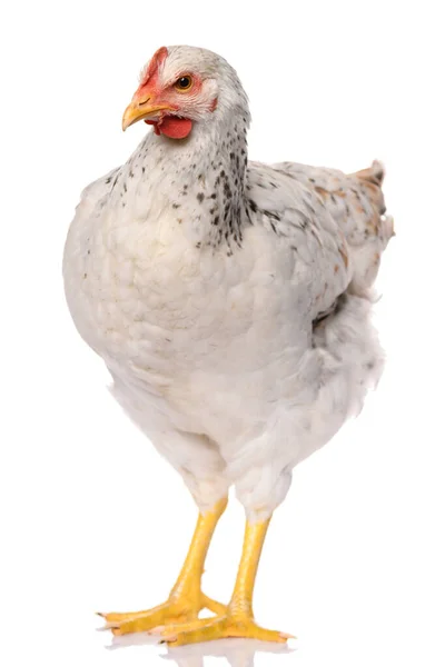 Satu Ayam Putih Terisolasi Pada Latar Belakang Putih Studio Menembak — Stok Foto