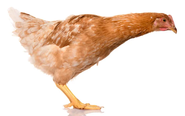 Ein Braunes Huhn Isoliert Auf Weißem Hintergrund Studioaufnahme — Stockfoto