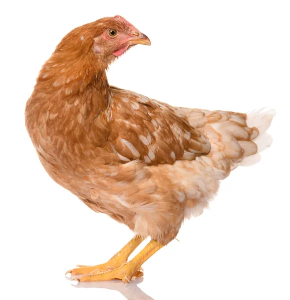 Pollo Marrone Isolato Sfondo Bianco Riprese Studio — Foto Stock