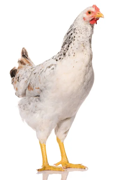 Ein Weißes Huhn Isoliert Auf Weißem Hintergrund Studioaufnahme — Stockfoto