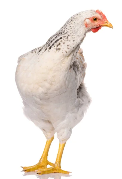 Egy Fehér Csirke Elszigetelt Fehér Háttér Stúdió Fotózás — Stock Fotó
