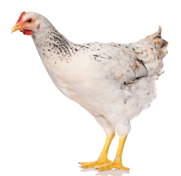 Ein Weißes Huhn Isoliert Auf Weißem Hintergrund Studioaufnahme — Stockfoto