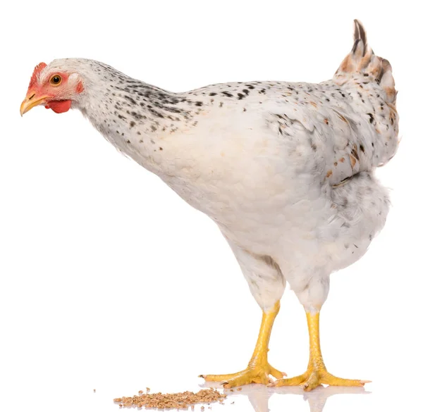 One White Chicken Isolated White Background Studio Shoot — Stock Photo, Image