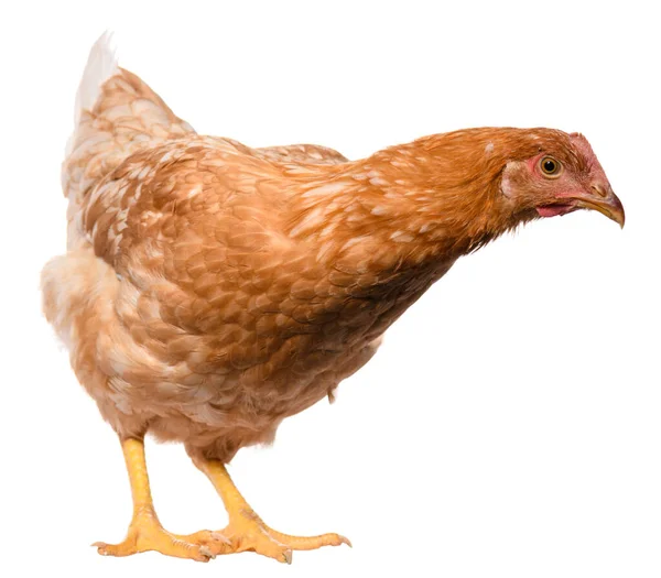 Satu Ayam Cokelat Terisolasi Latar Belakang Putih Studio Menembak — Stok Foto