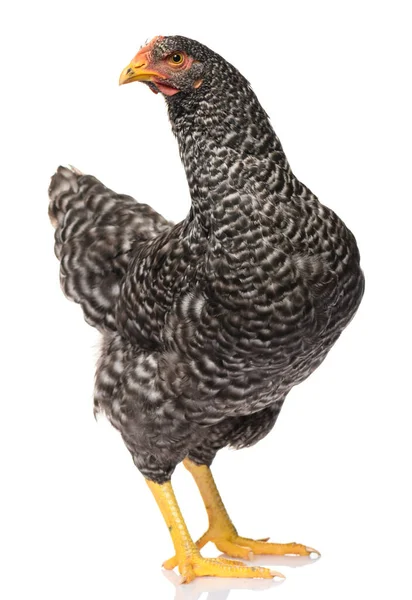 Pollo Negro Aislado Sobre Fondo Blanco Sesión Estudio — Foto de Stock
