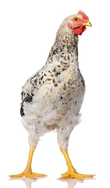 Beyaz arka planda izole edilmiş gri bir horoz, stüdyo çekimi