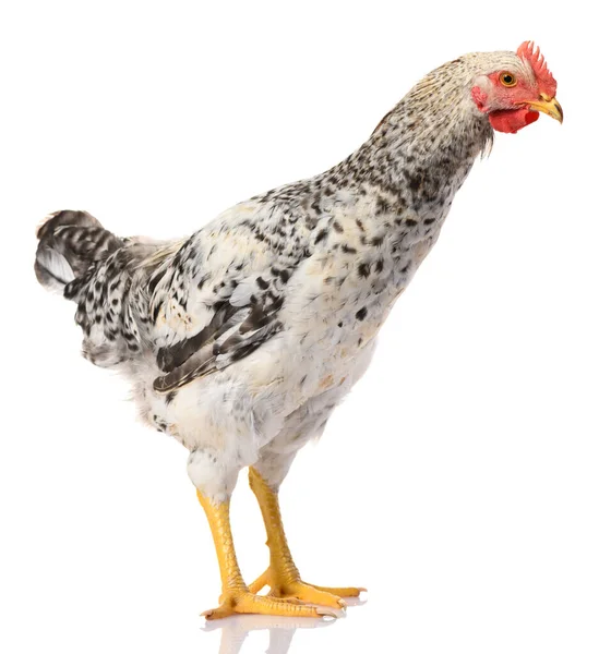 One Gray Cock Isolated White Background Studio Shoot — Stock Photo, Image