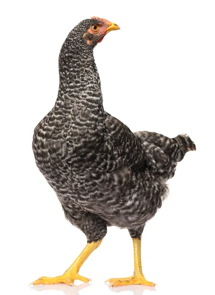 Jeden Czarny Kurczak Izolowany Białym Tle Studio Strzelać — Zdjęcie stockowe