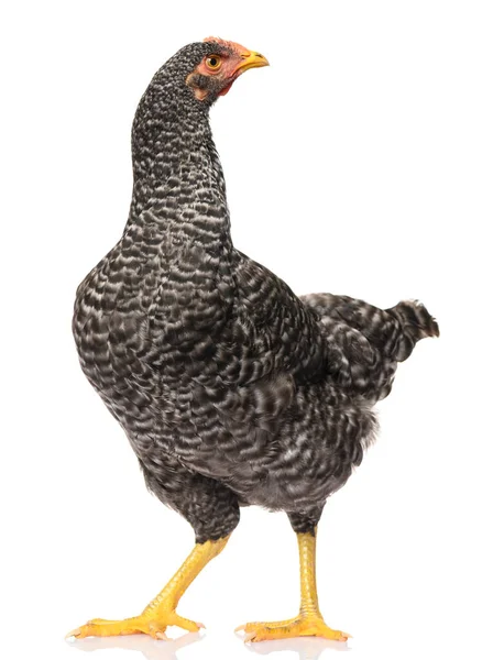 One Black Chicken Isolated White Background Studio Shoot — Stock Photo, Image