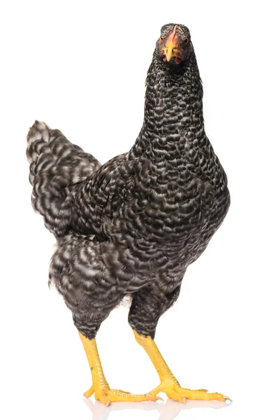 Pollo Nero Isolato Sfondo Bianco Riprese Studio Foto Stock Royalty Free