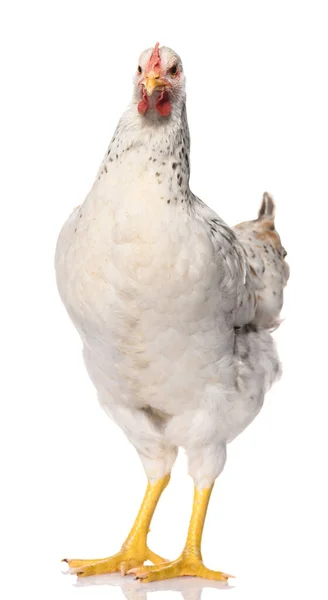 一只白色的鸡在白色背景上隔离 摄影棚拍摄 — 图库照片