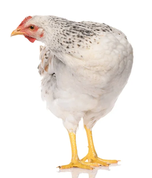 Pollo Bianco Isolato Sfondo Bianco Riprese Studio — Foto Stock