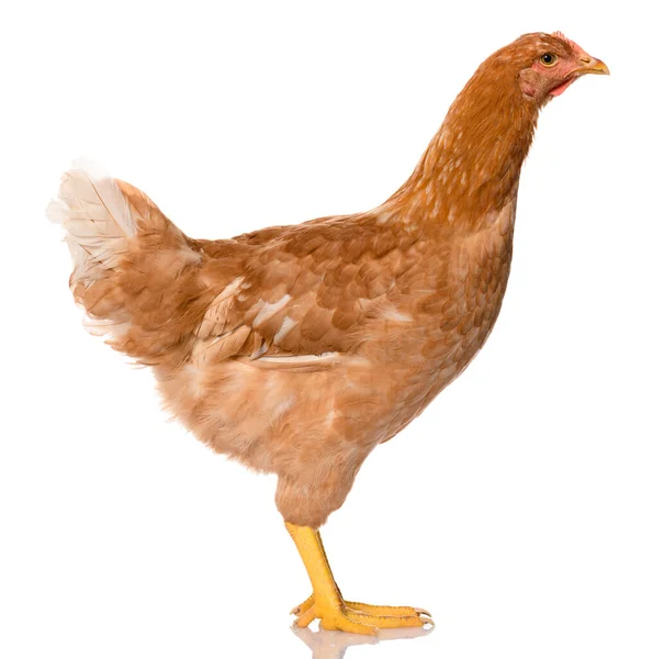 Ein Braunes Huhn Isoliert Auf Weißem Hintergrund Studioaufnahme — Stockfoto