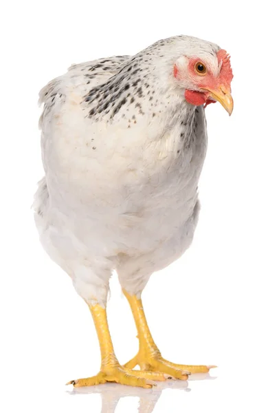 Pollo Blanco Aislado Sobre Fondo Blanco Sesión Estudio — Foto de Stock