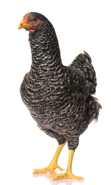 白地に隔離された黒鶏1羽スタジオ撮影 — ストック写真