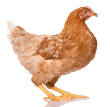 Beyaz arka planda izole bir kahverengi tavuk, stüdyo çekimi.