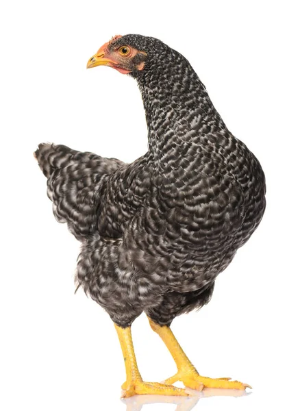 Pollo Nero Isolato Sfondo Bianco Riprese Studio — Foto Stock