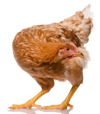 Beyaz arka planda izole bir kahverengi tavuk, stüdyo çekimi.