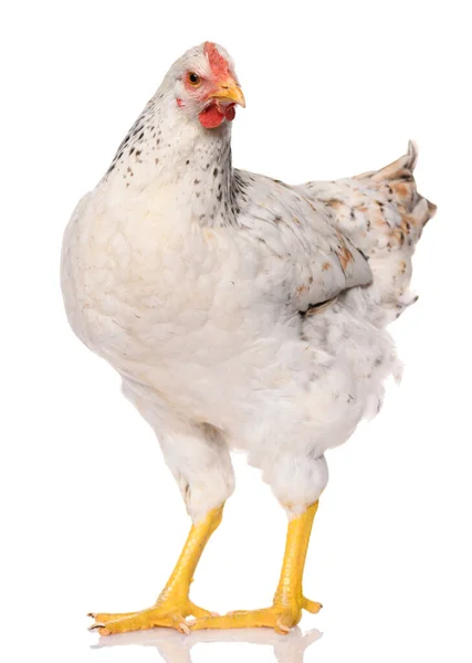 Ein Weißes Huhn Isoliert Auf Weißem Hintergrund Studioaufnahme — Stockfoto