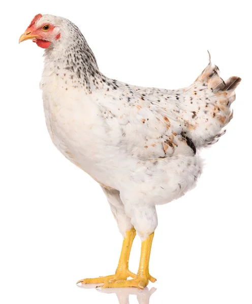 Pollo Blanco Aislado Sobre Fondo Blanco Sesión Estudio — Foto de Stock