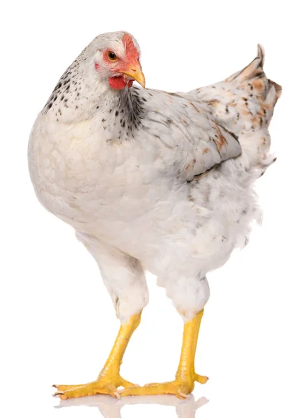 一只白色的鸡在白色背景上隔离 摄影棚拍摄 — 图库照片