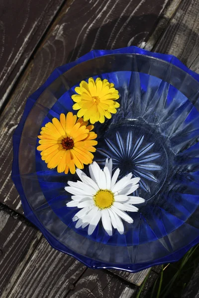 Blumen schweben in blauer Schale — Stockfoto