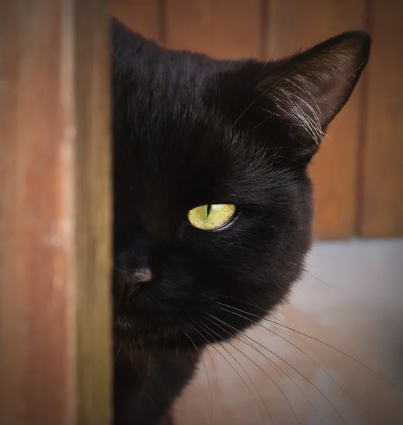 黄色い目の黒い猫 — ストック写真