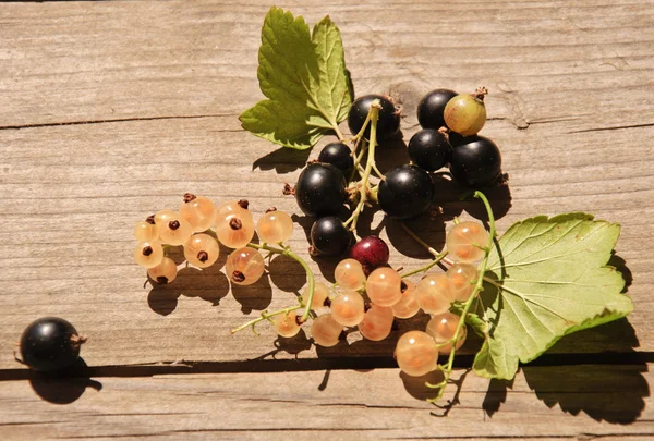 kuş üzümü meyveler