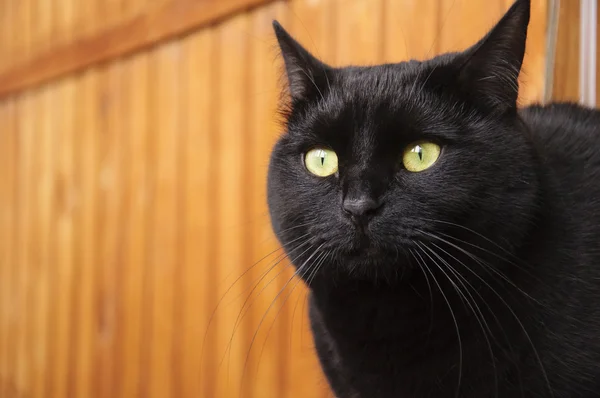 The black cat — Stock Photo, Image