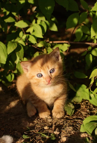 Redhead kedi yavrusu — Stok fotoğraf