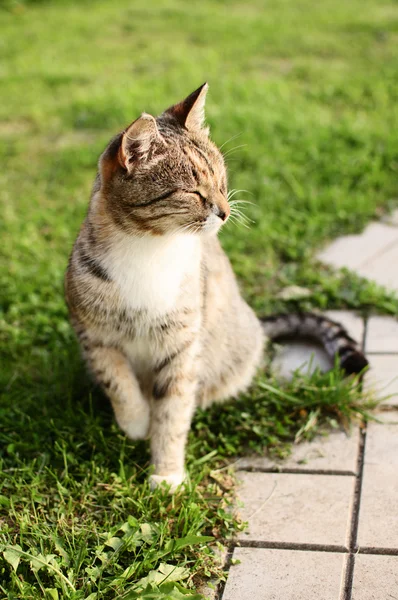 Краса кішка — стокове фото