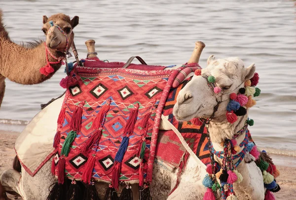 Cavalcata in cammello — Foto Stock