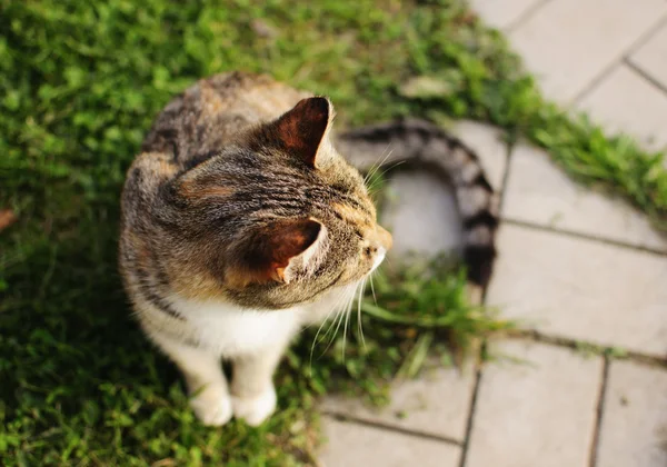 Cat in a garden — Stock Photo, Image