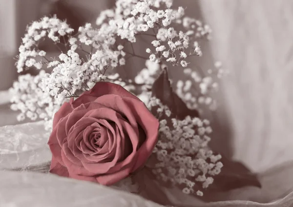 Красная роза и белые цветы — стоковое фото