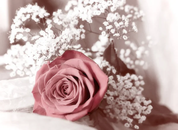 赤いバラと白い花 ストックフォト