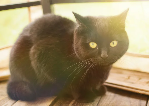 Summer black cat — Stock Photo, Image