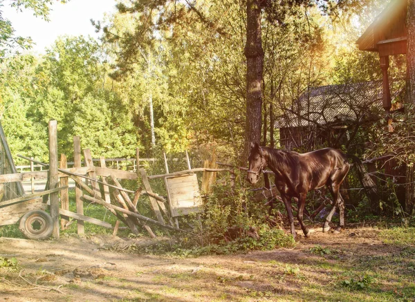 Koně na opuštěné farmě — Stock fotografie