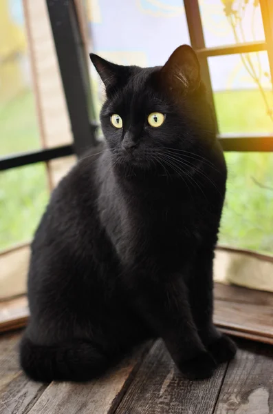 Bir yaz veranda siyah kedi