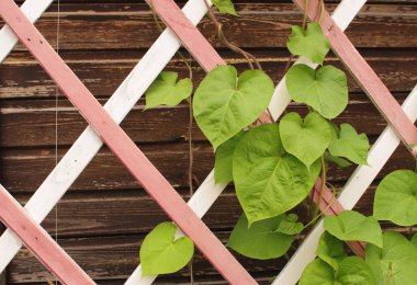 ahşap kafes yapraklarda