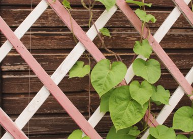 ahşap kafes yapraklarda